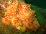 octopus.jpg